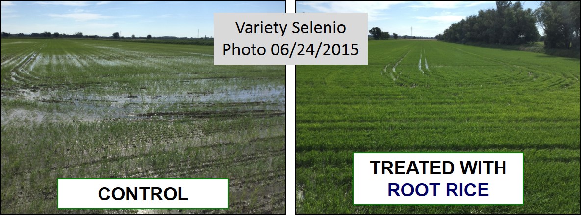 Comparation of rice plants treated with ROOT RICE and Control